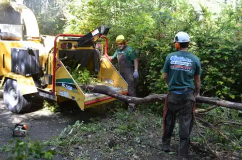 tree services Tucker